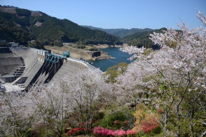 鶴田ダムを山の上から桜越しに見下ろした写真