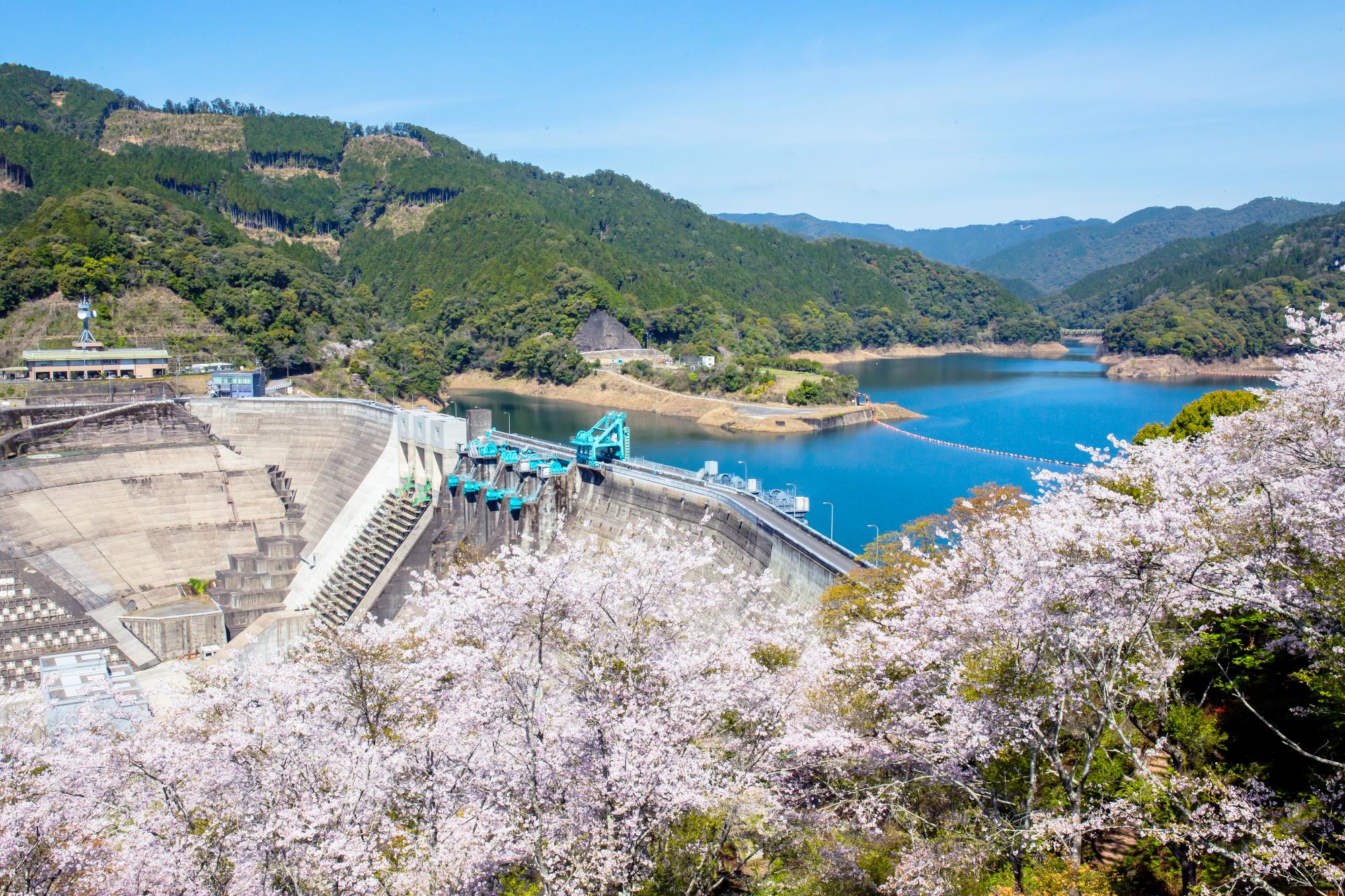 鶴田ダム公園から桜越しにダムを撮影