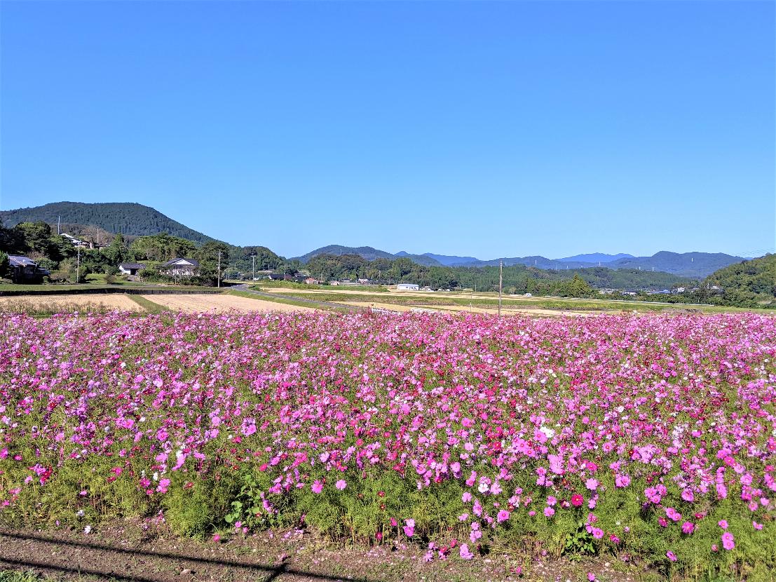 久富木のコスモス