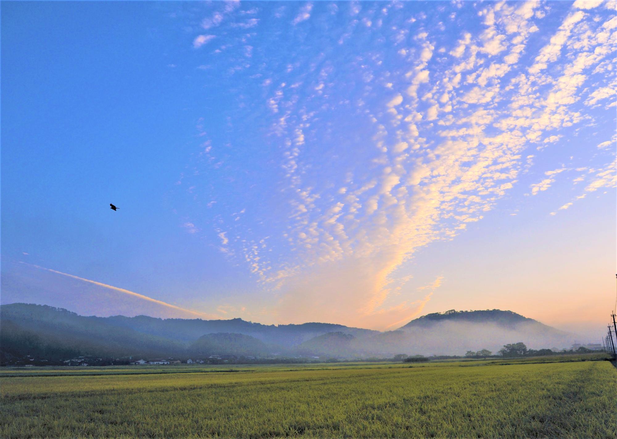 稲と空