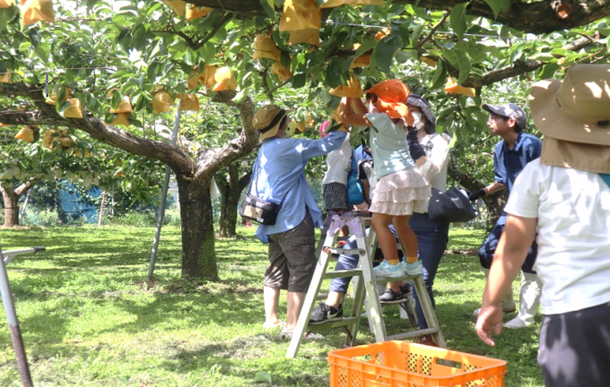 小中学生や高齢者が連携して木になった果物の手入れなどの活動をシている様子の写真