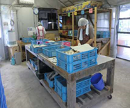 収穫した椎茸の選別作業の様子の写真